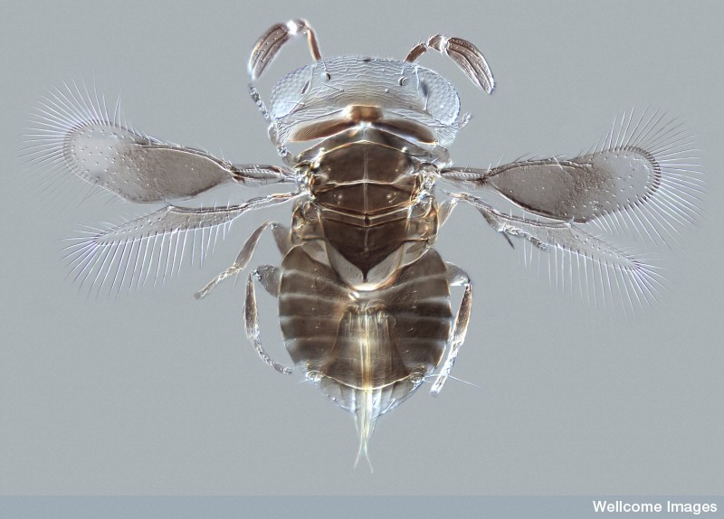 B0009829 Parasitoid wasp Wallaceaphytis kikiae, LM