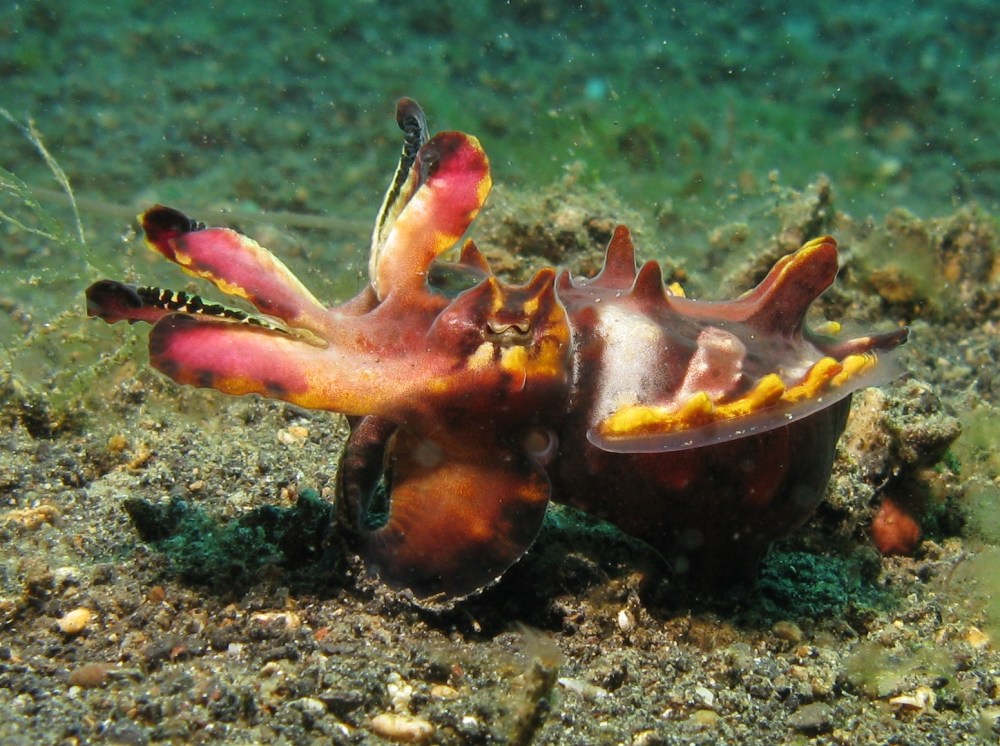 Flamboyant_Cuttlefish
