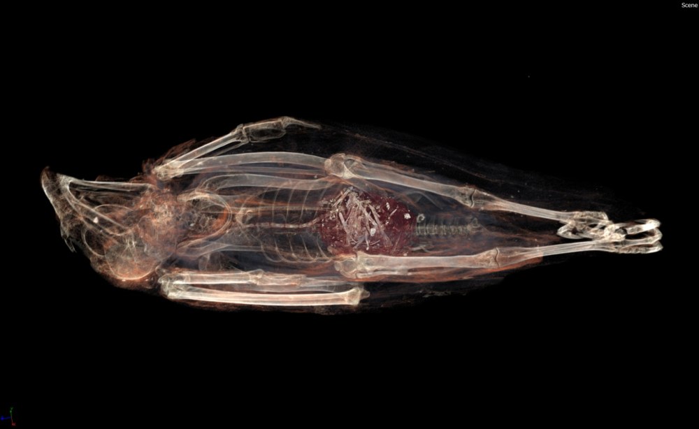 bird-mummy