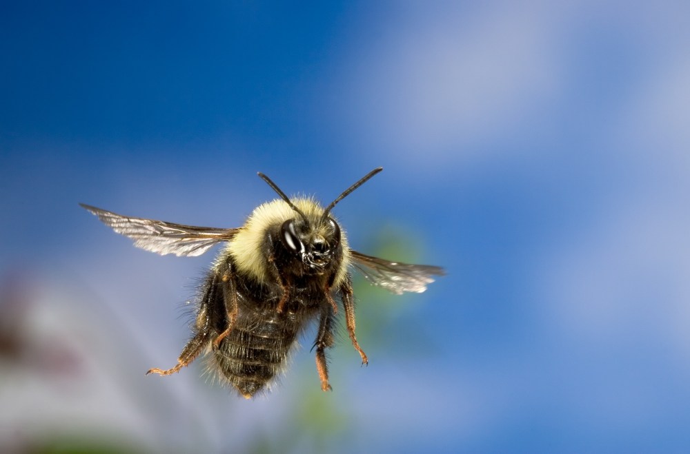 Bumblebee (Bombus sp) flying, Deschutes National Forest, Oregon