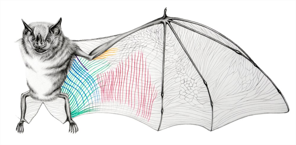 by Elissa Johnson Artibeus jamaicensis