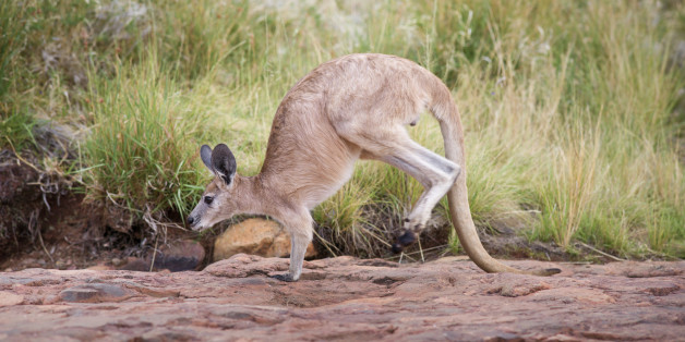 n-KANGAROO-TAILS-628x314