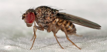 image-20150212-13203-1ktoaz8