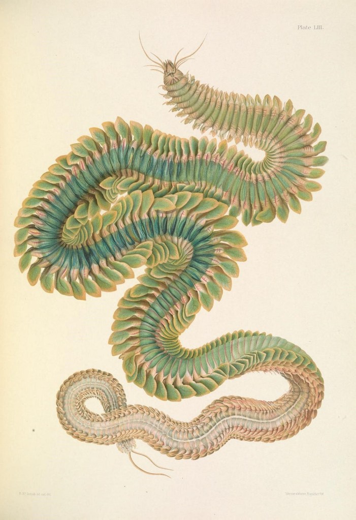 A lovely Alitta virens for #wormWednesday this week! – Anatomy To You
