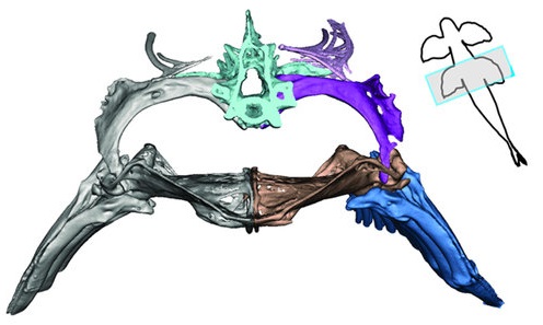 Flammang et al cropped