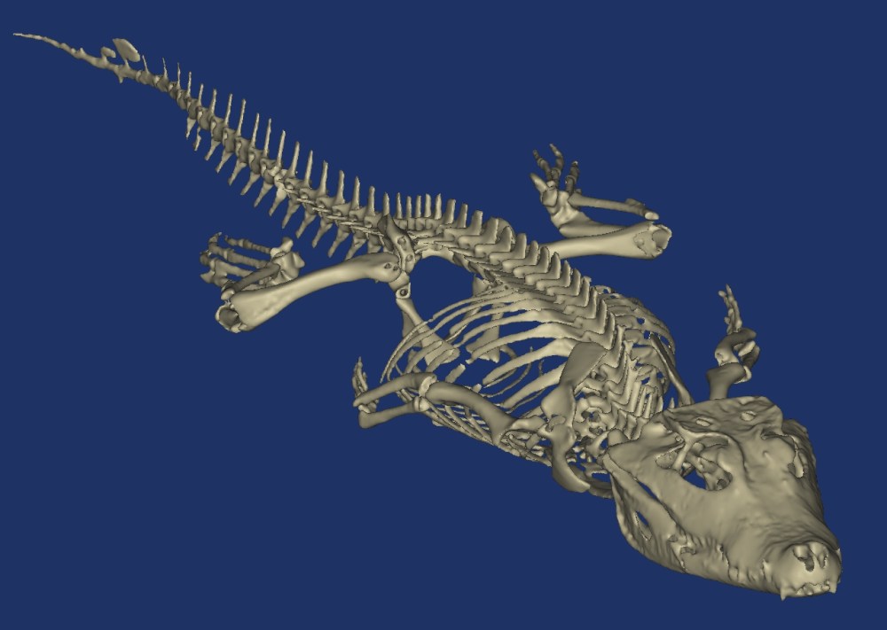 osteolaemus 3d3