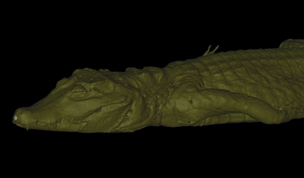 osteolaemus 3d8