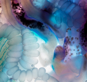 Gastrozooid with an open mouth.