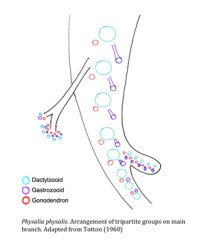 Growth pattern on main branch.