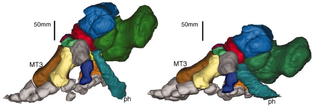 Hutchinson Loxodonta