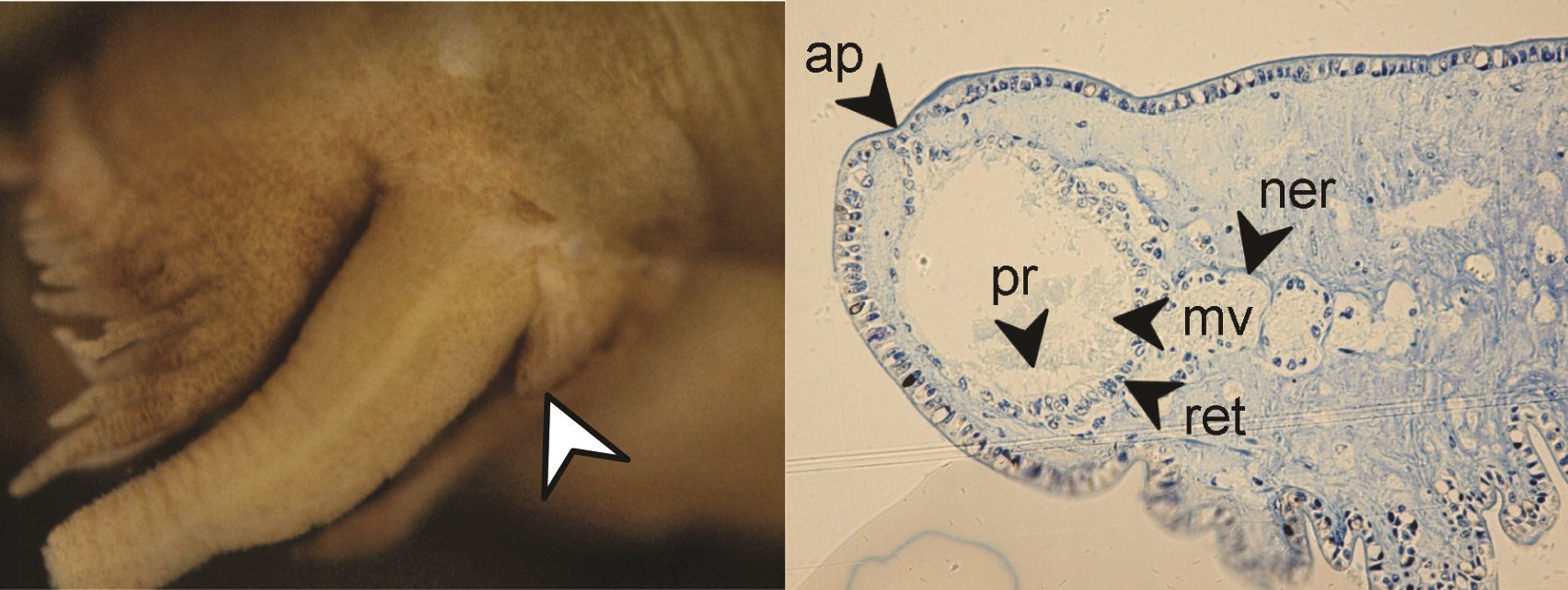 Eyeless Insect In focus: Blind creatures of the deep – Anatomy To You