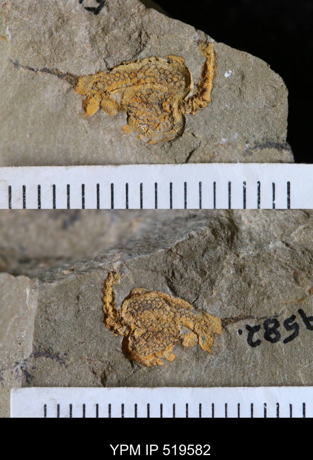 IP.519582: undet. Stylophora