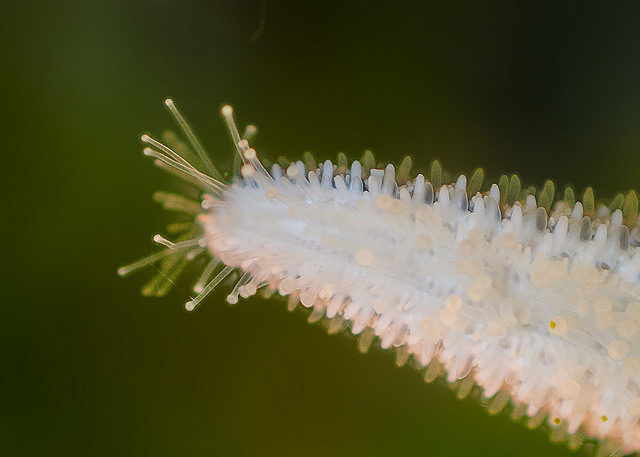 Sea star tube feet